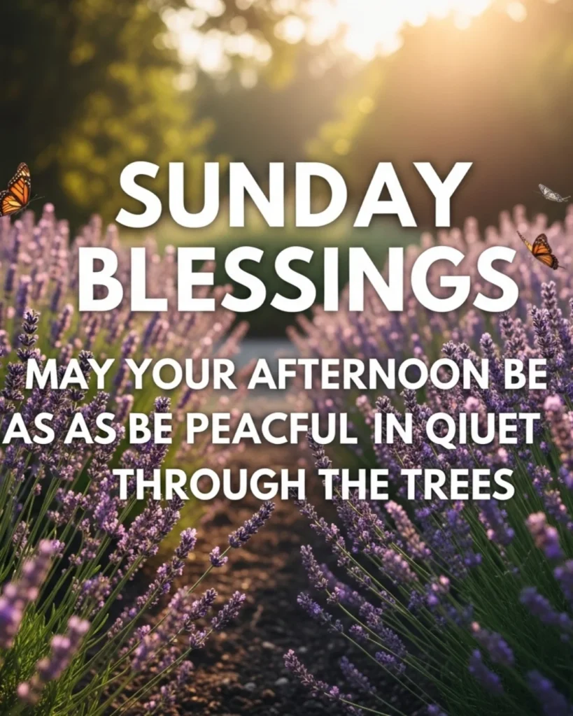 Sunday afternoon blessings with peaceful lavender field butterflies and warm sunlight