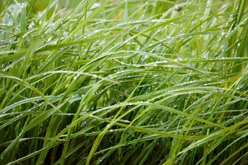 Avoid 4 Costly Mistakes When Buying Wholesale Sod Tampa
