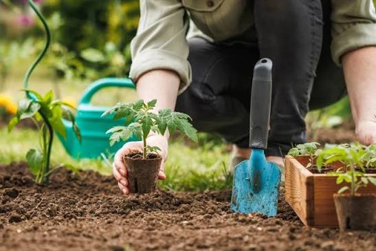 Common Outdoor Pest Problems and Effective Prevention Tips